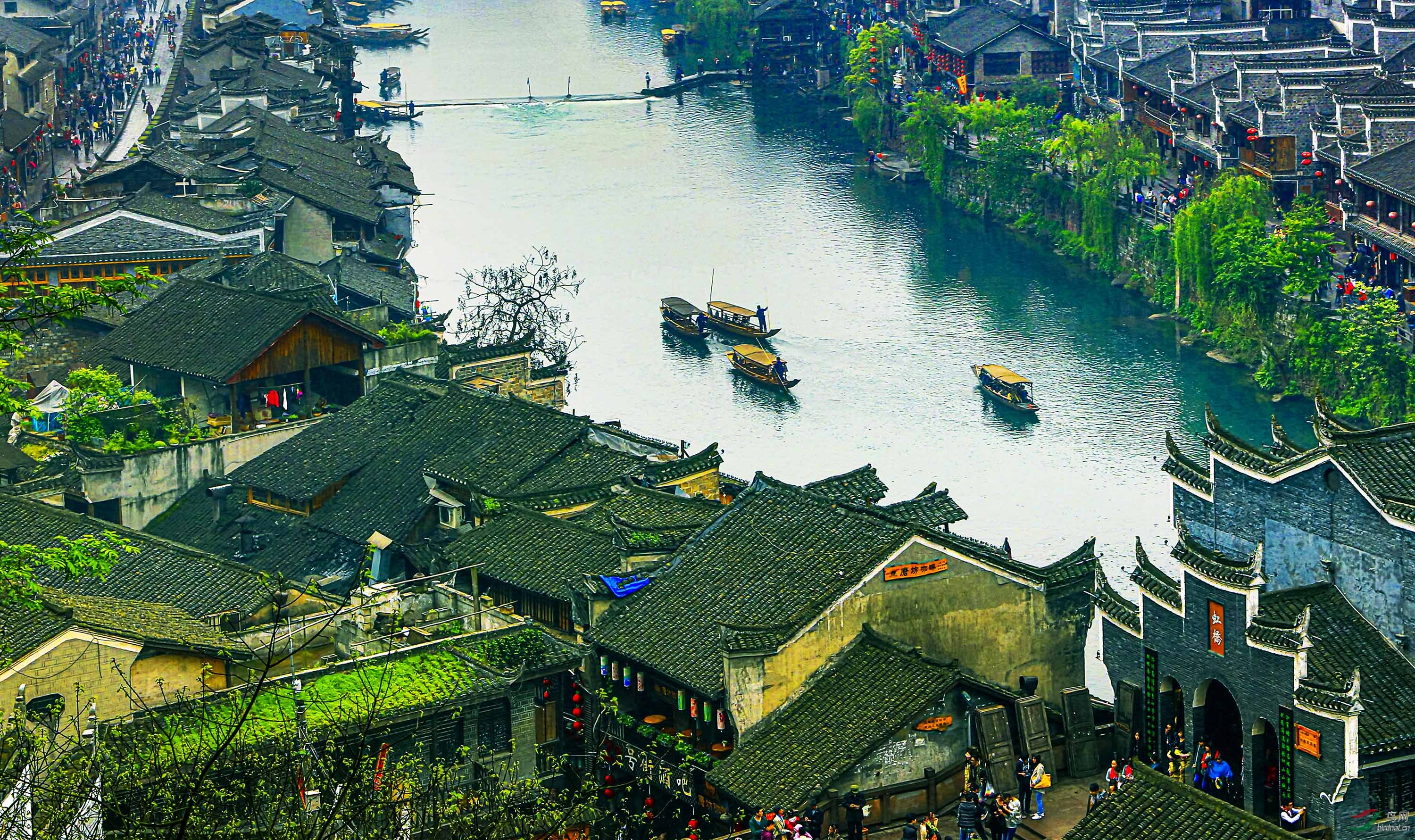 早安中国鸟网江南水乡