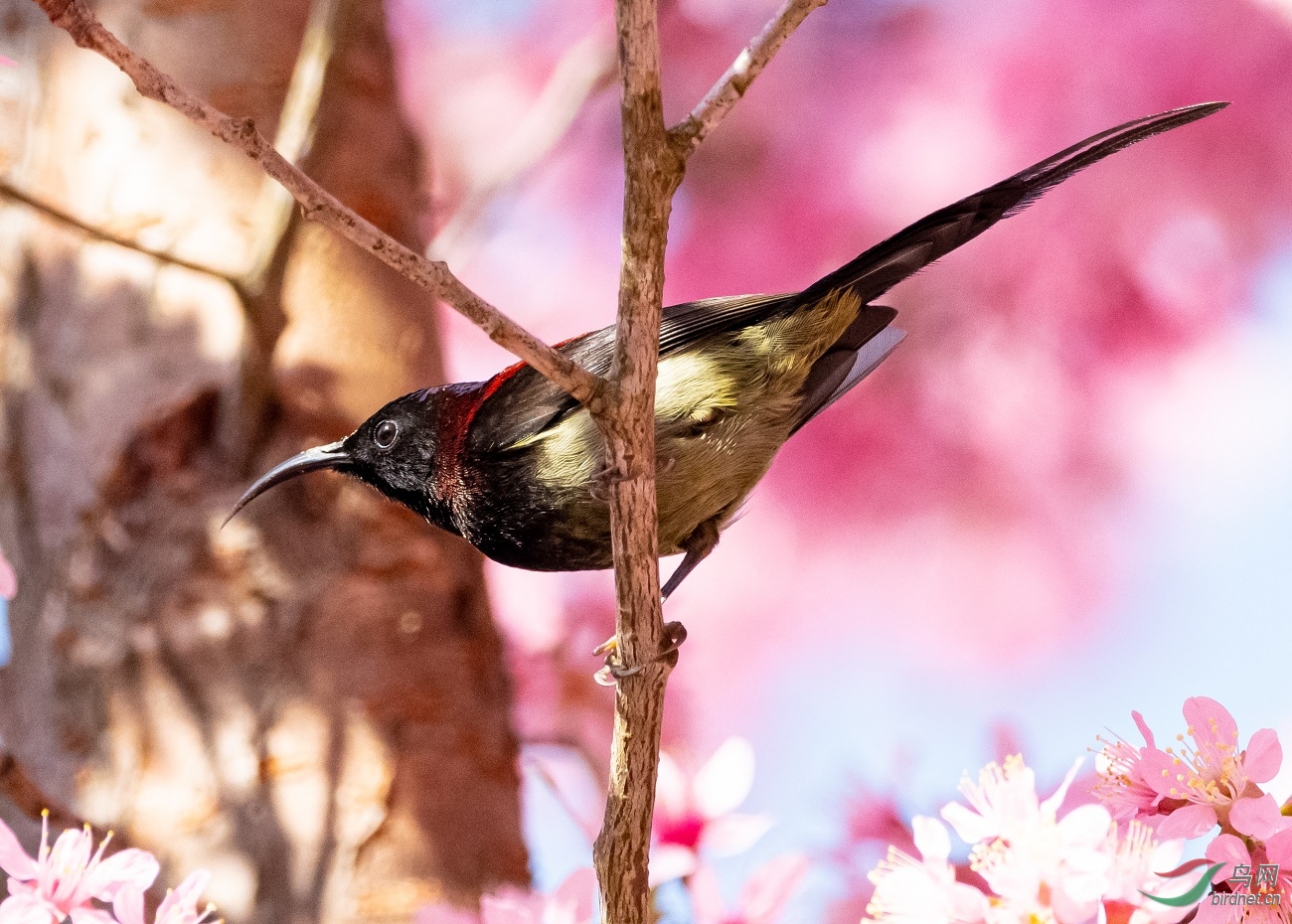 ����̫����