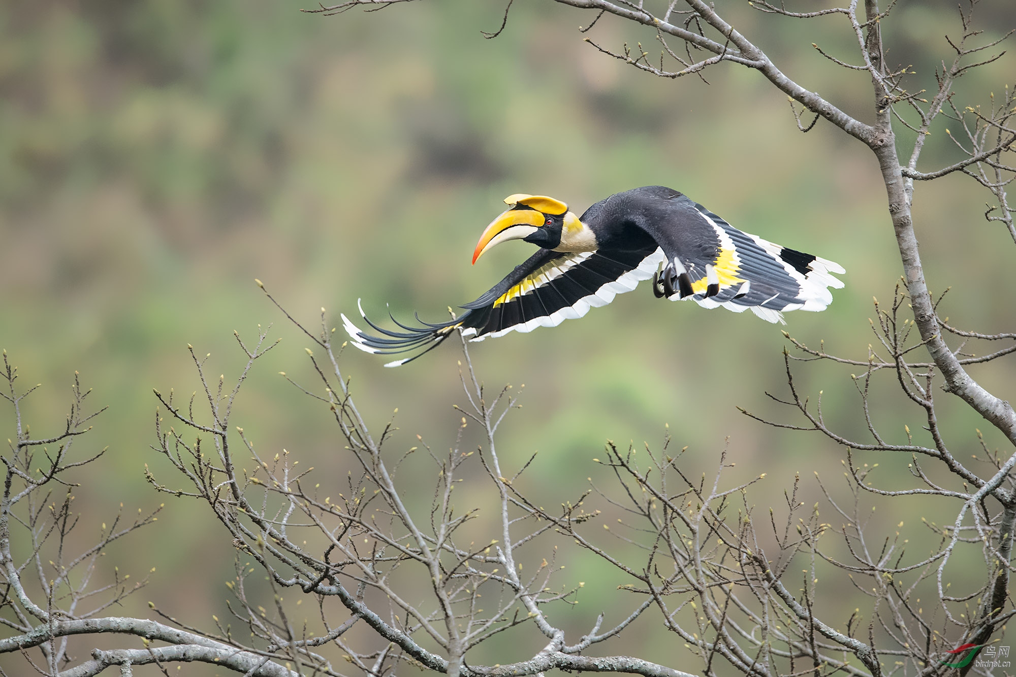 冠斑犀鸟是一种大型鸟类 如果不在合适的时间拍他 很少能拍好他