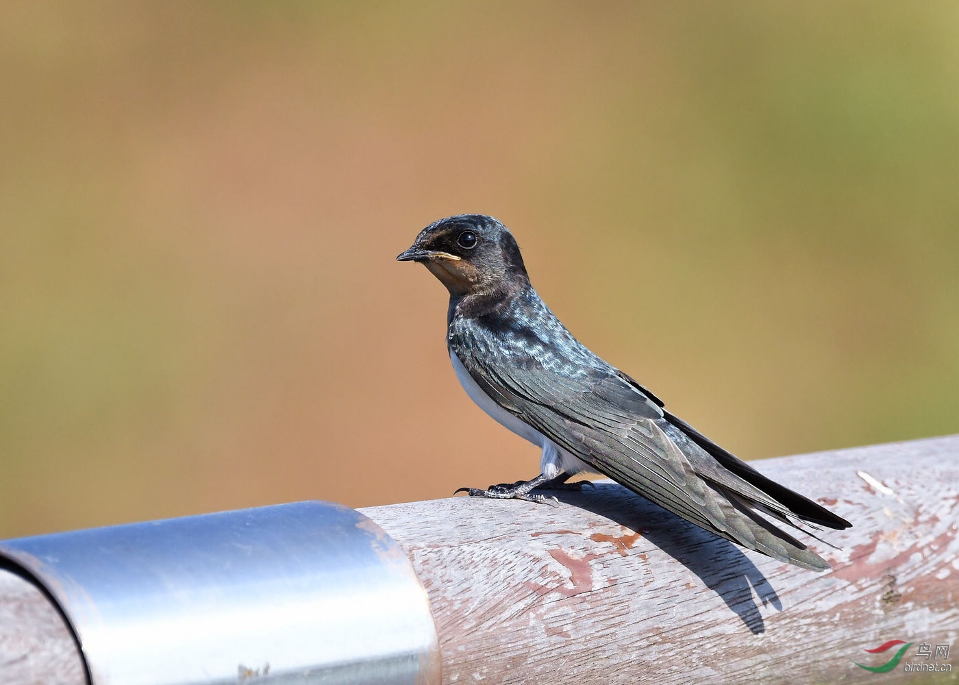 DSC_6874.jpg