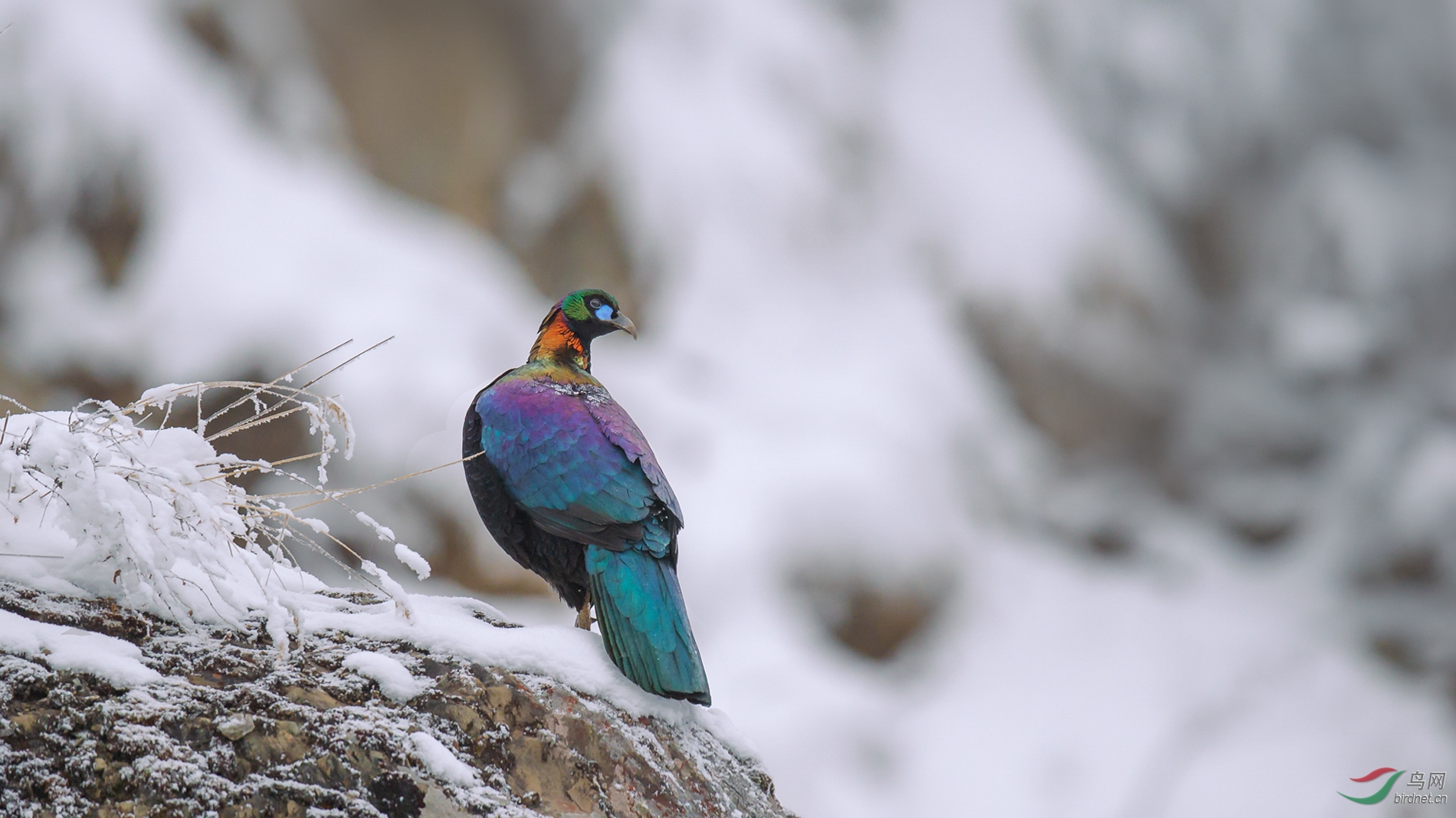 林鸟惊鸿一瞥贺荣获首页精华