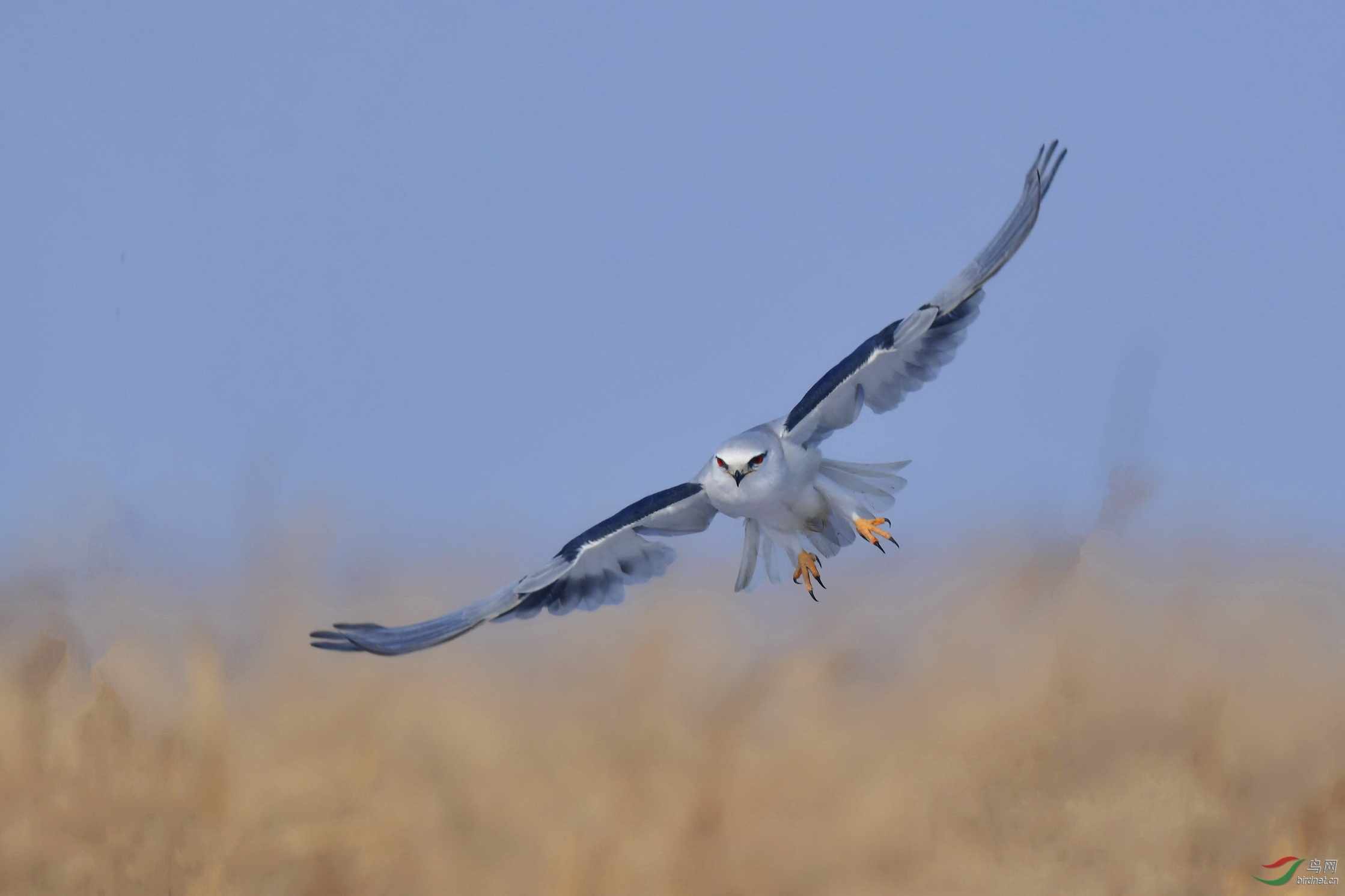 DSC_7843PC03.jpg