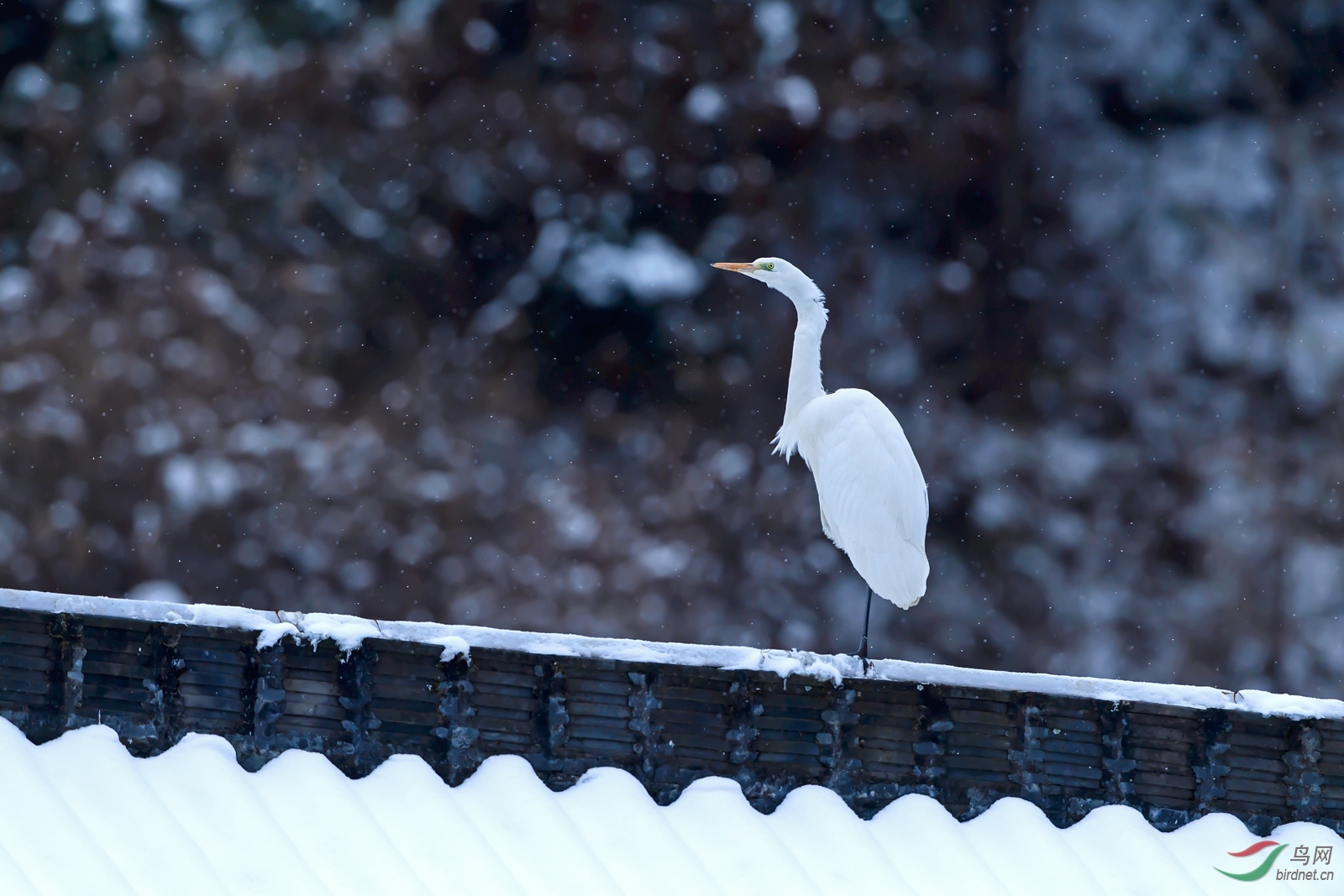 DSC_9920С.jpg