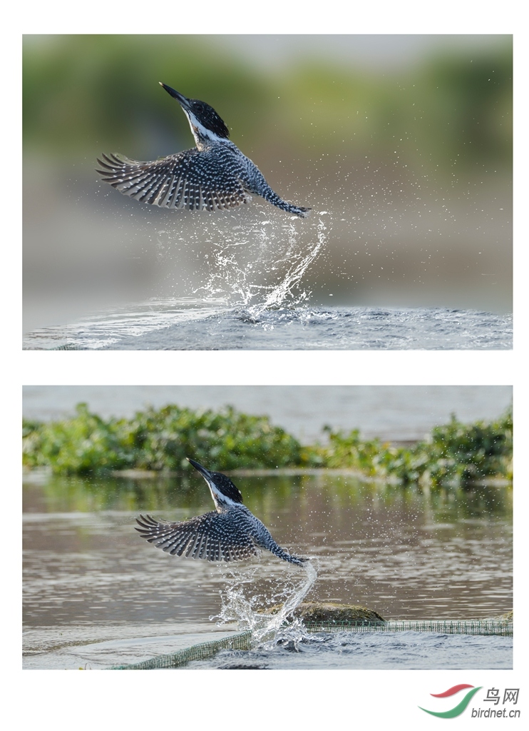 ���㹷  �Ա�2.jpg