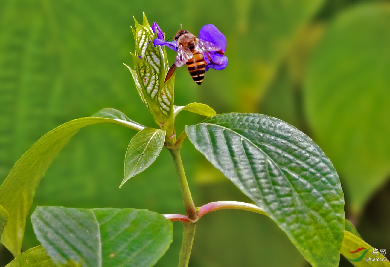 喜欢草与小蜜蜂