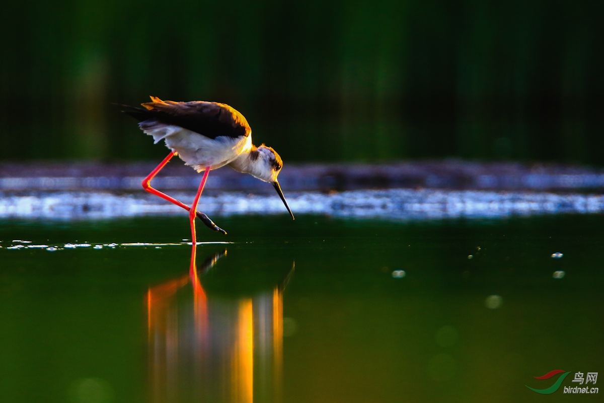 �����еĺڳ᳤����