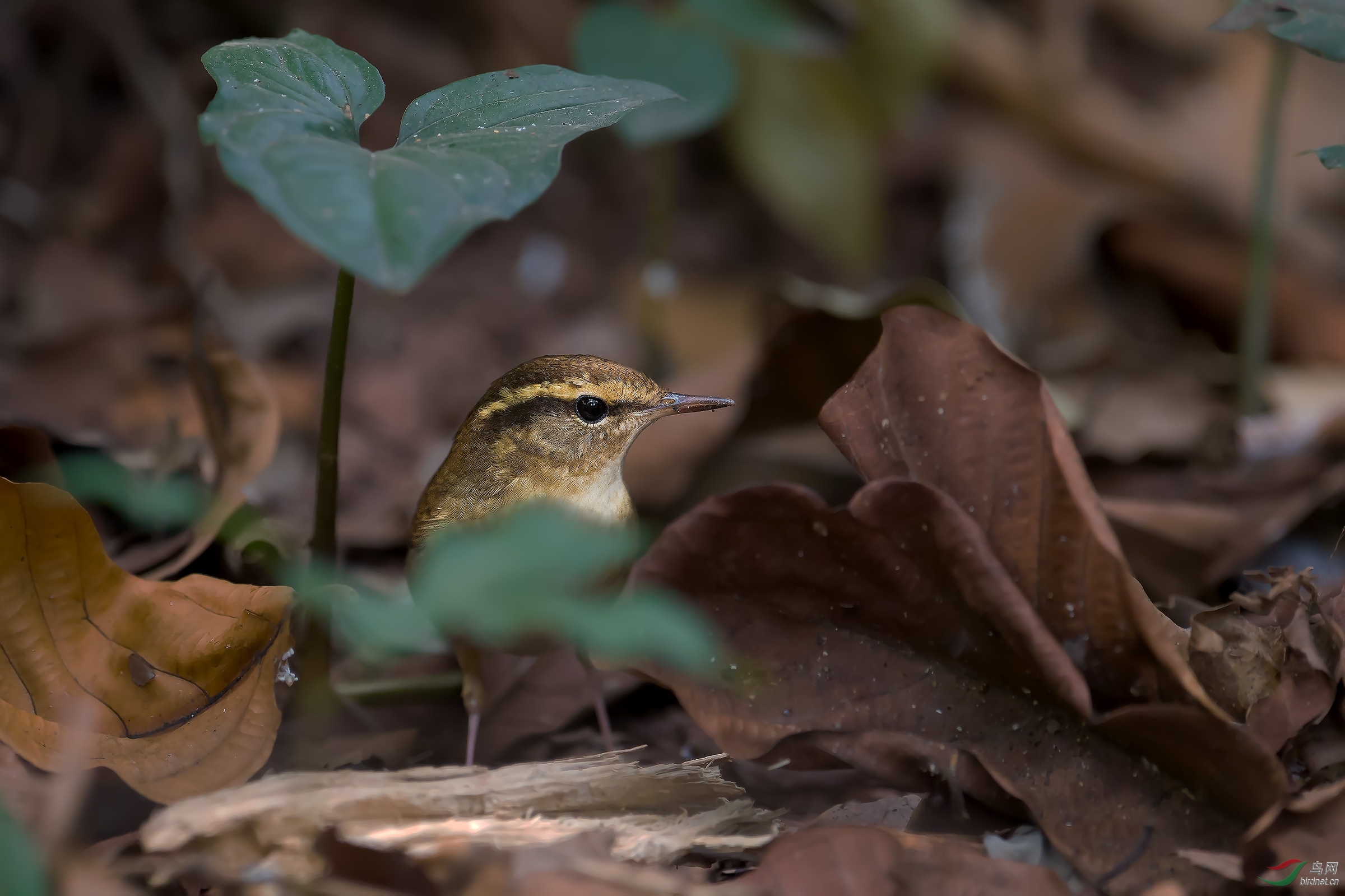 羞涩的鳞头树莺