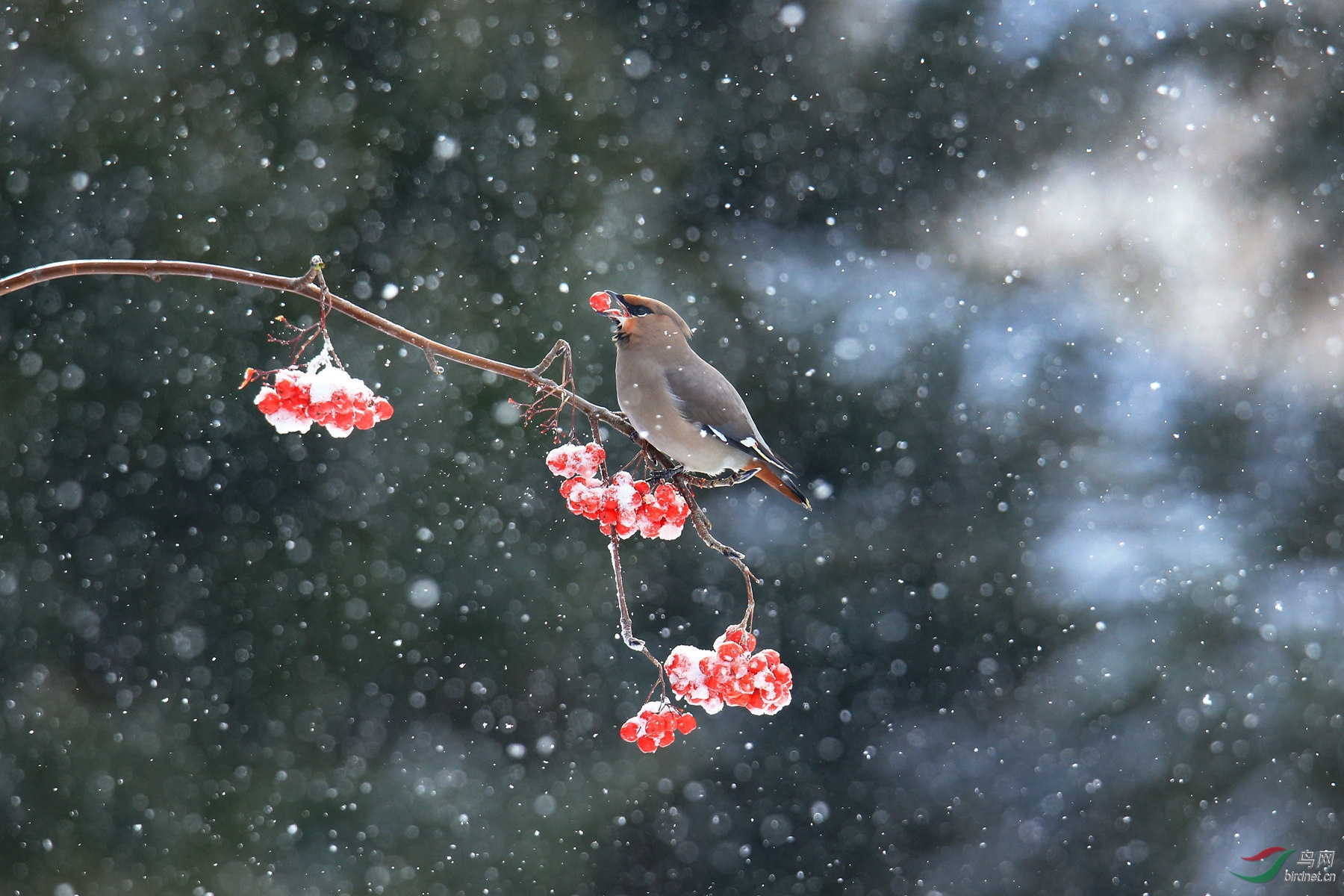 雪花飘飘觅食美