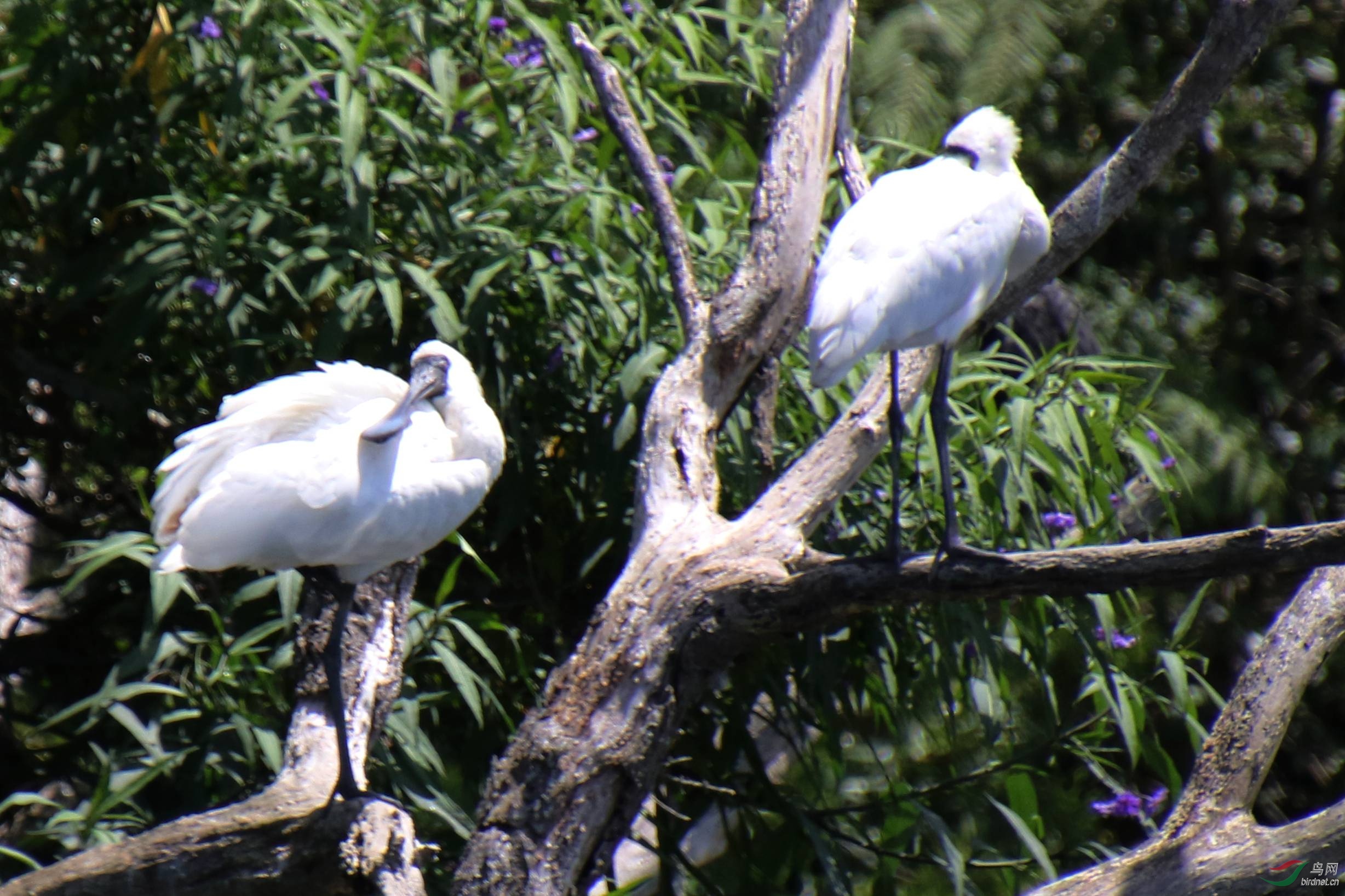 论坛 69 主题区 69 野生鸟类 69 鸭嘴鸟