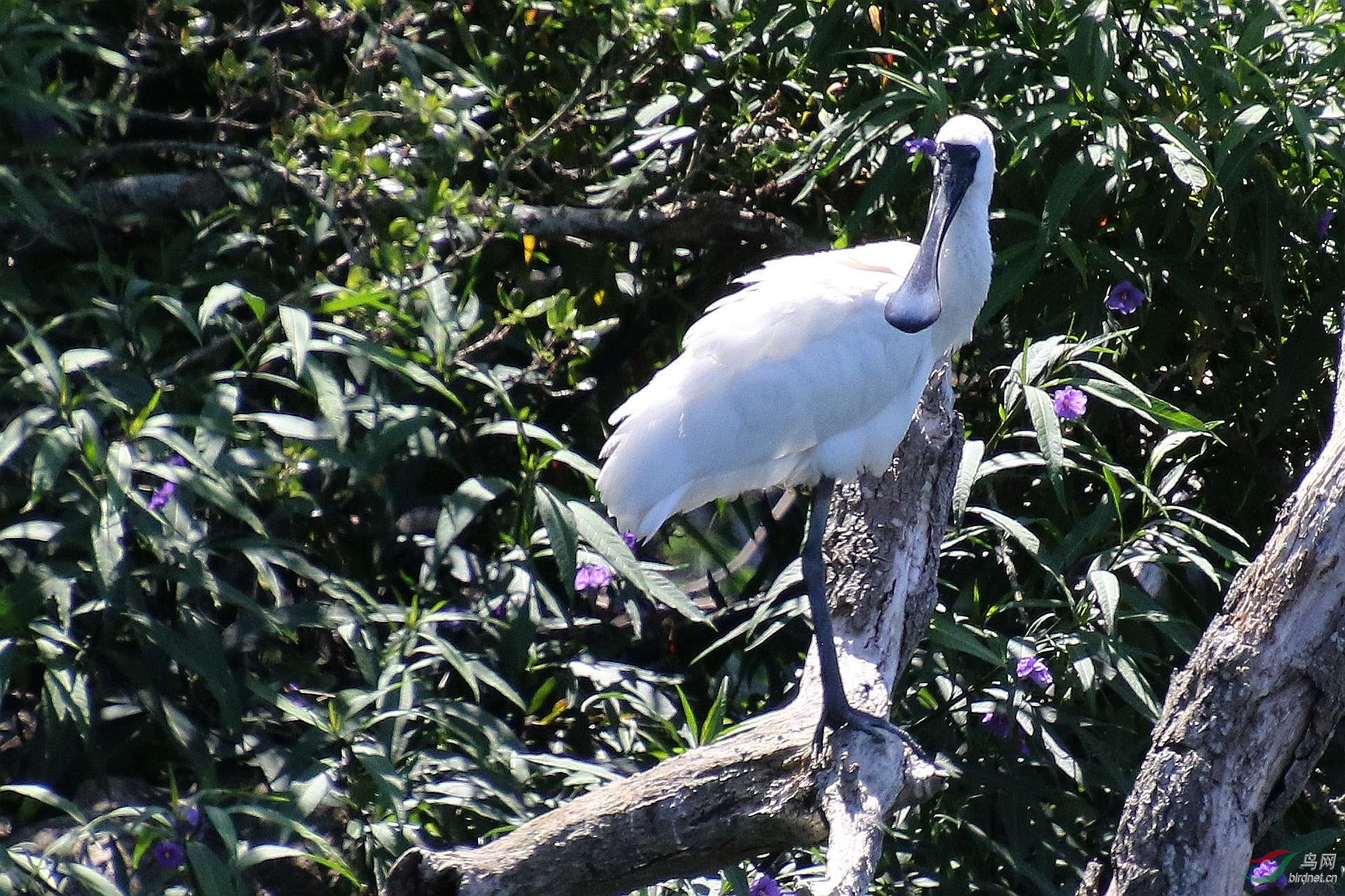 论坛 69 主题区 69 野生鸟类 69 鸭嘴鸟