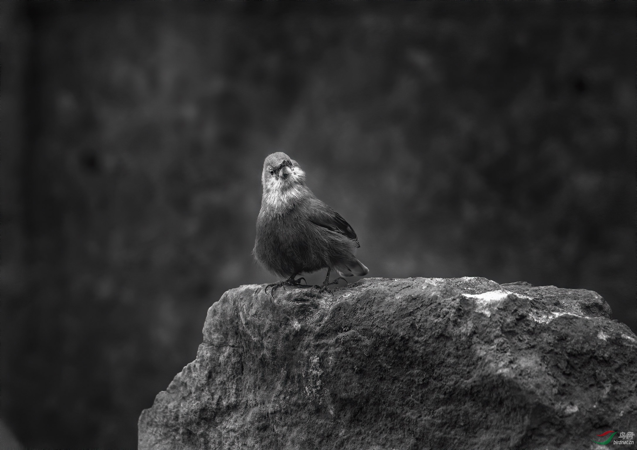 细节丰富地表现鸟,可能也是黑白的优势之一吧.