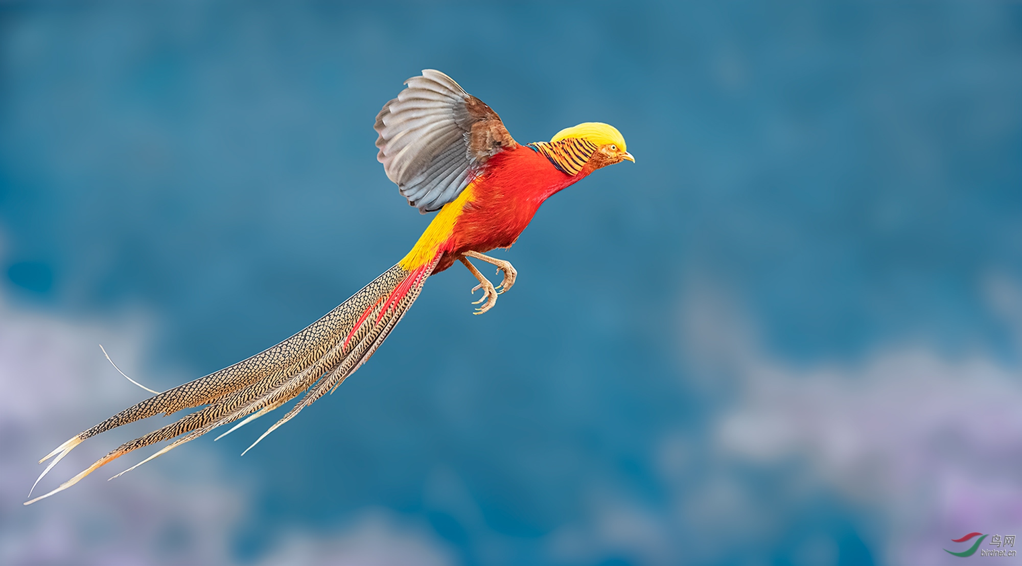 金鸡飞翔迎春红腹锦鸡