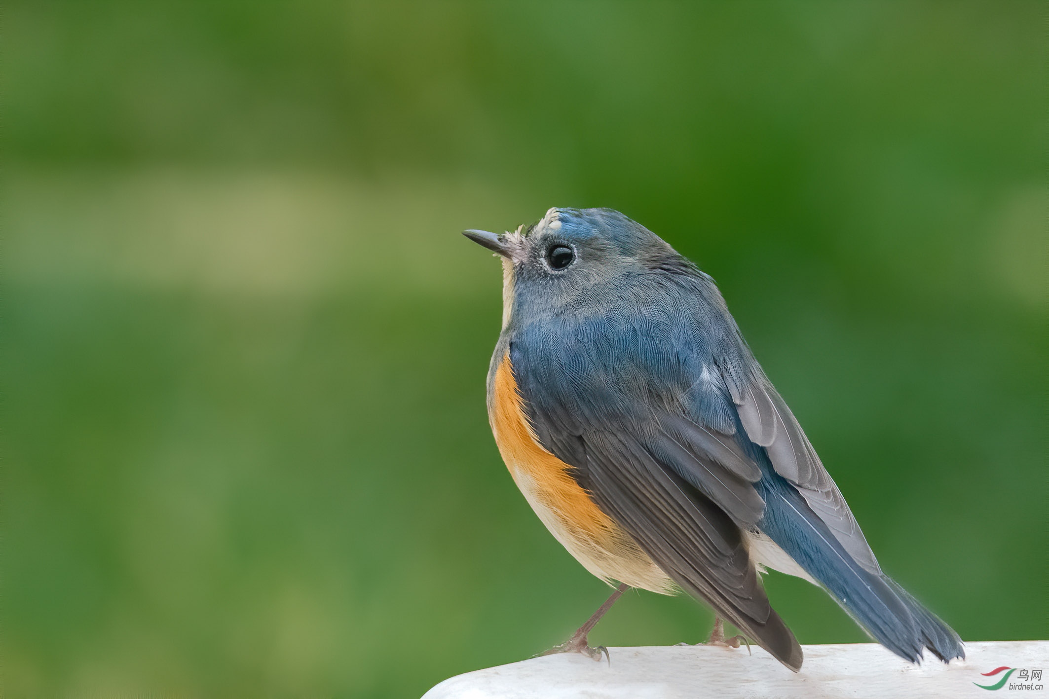 DSC_8169iso12800x.jpg