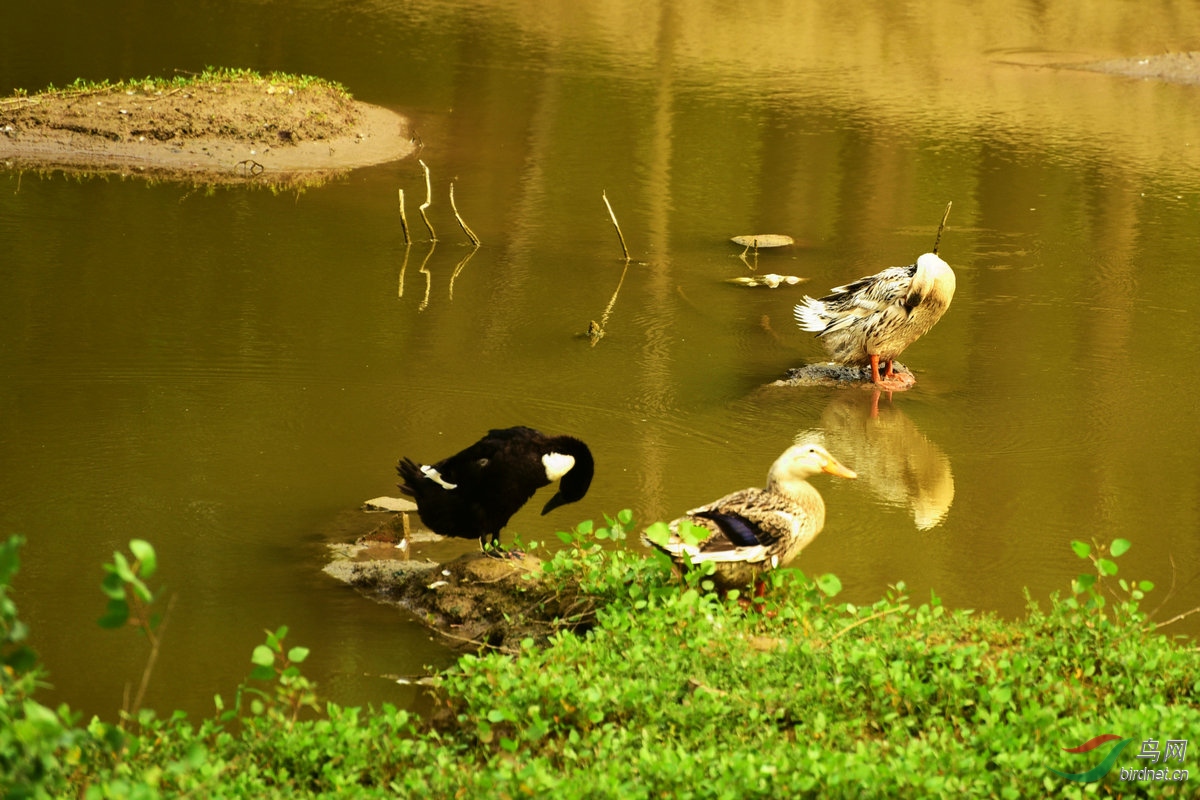 DSC_0890_����.JPG