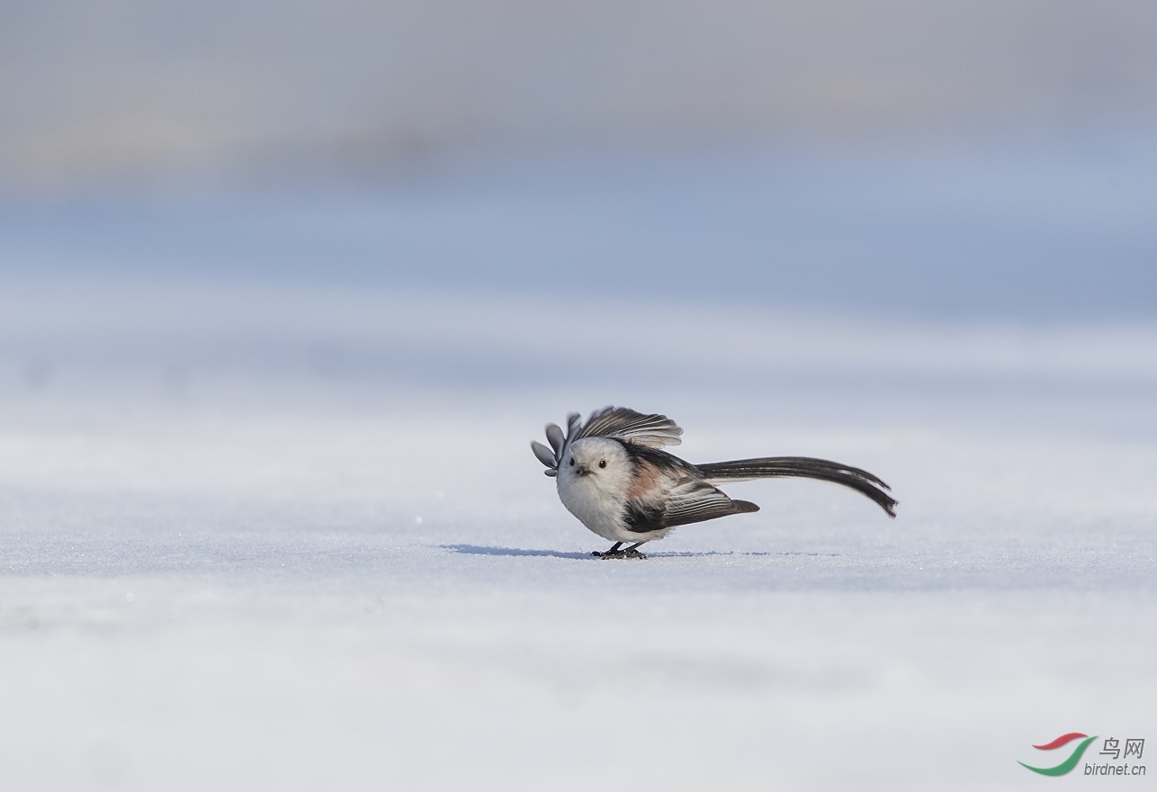 ѩ���ϰڸ�����