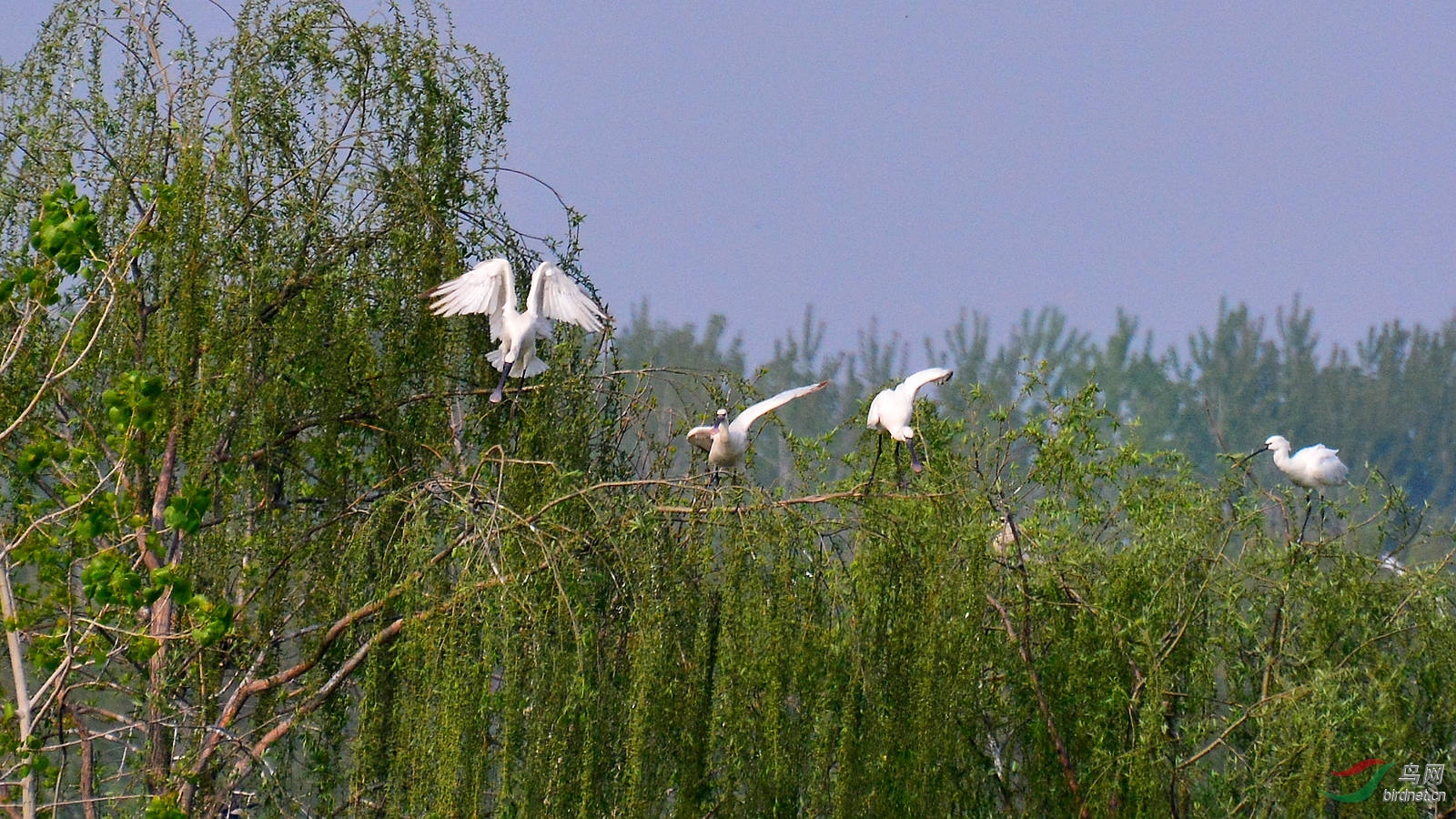 DSC_6279.JPG