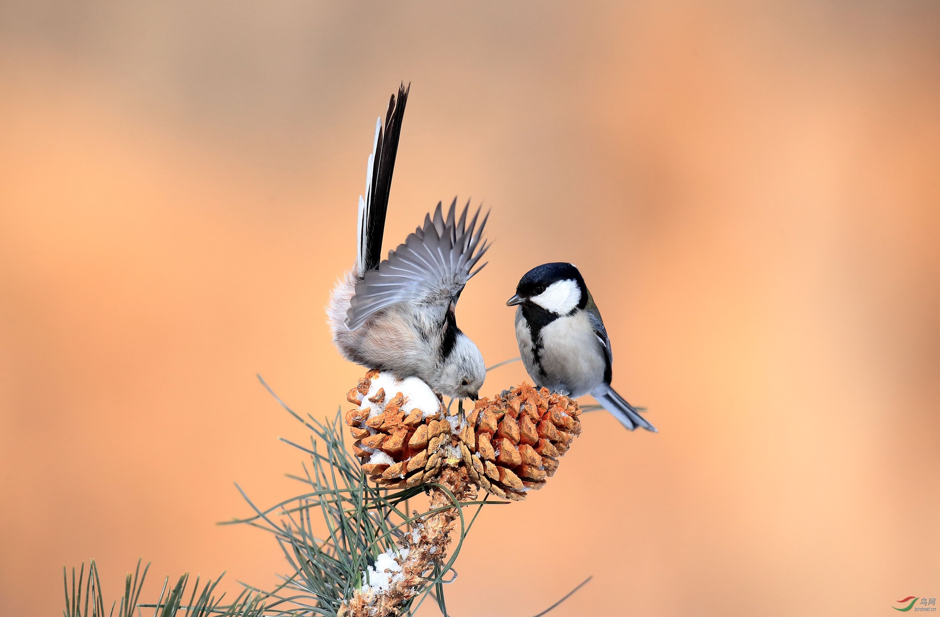 立春祝贺老师佳作荣获首页精华