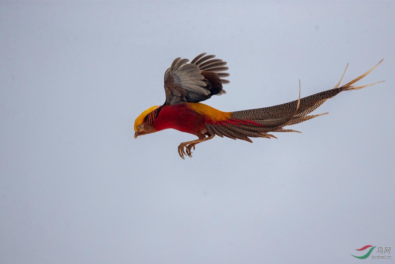 红腹锦鸡迎春天