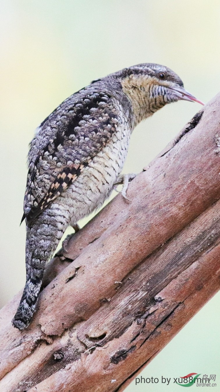 ����Լ8��