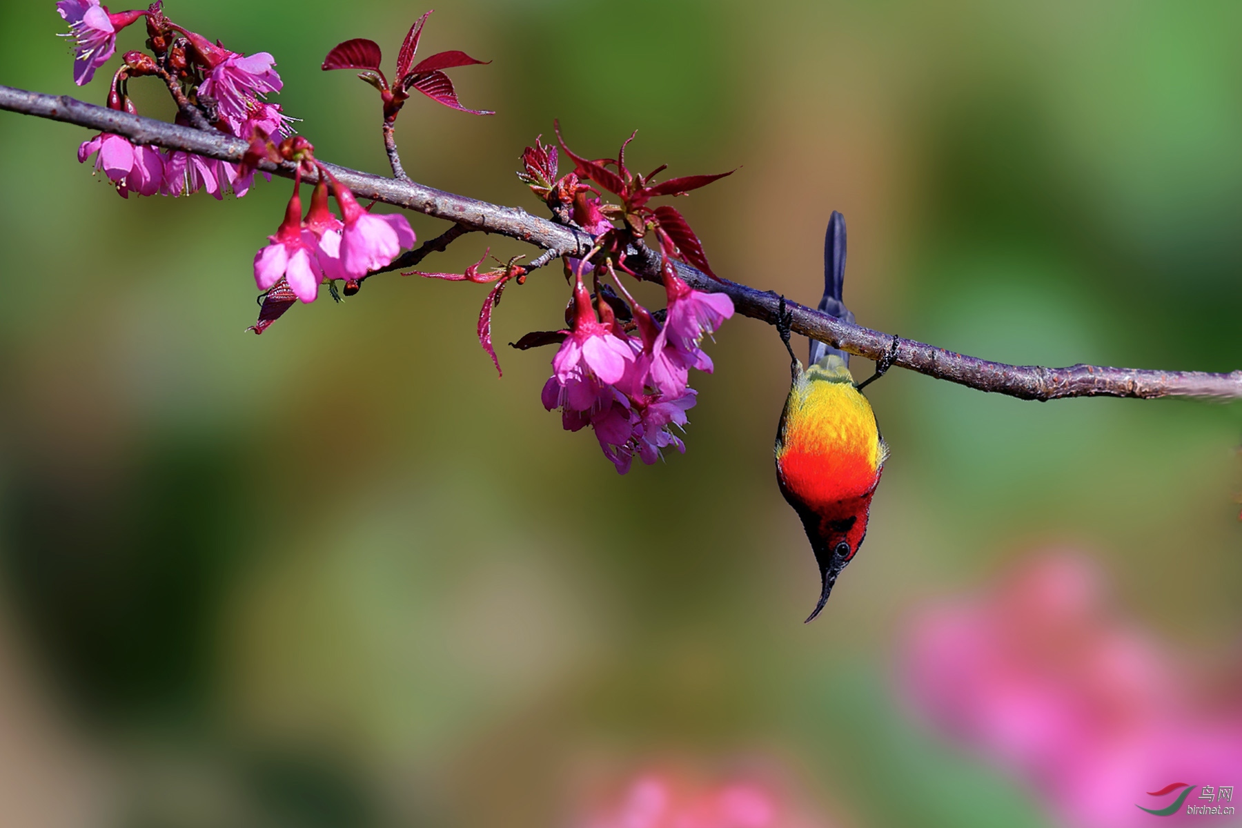 ����̫���� (2) - ����.jpg