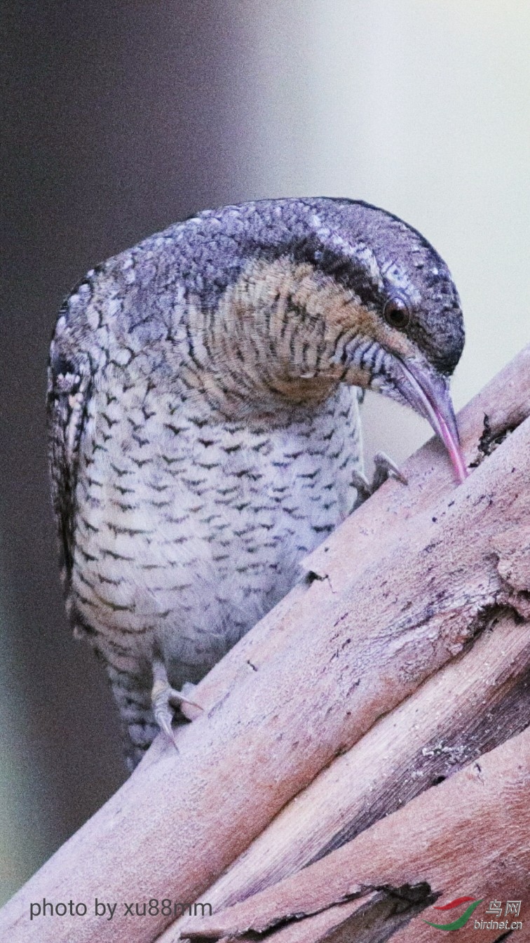 ����Լ8��