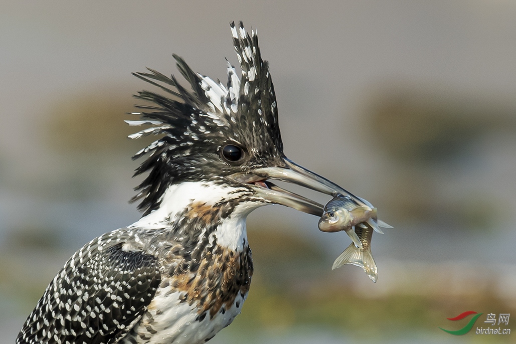 ������ʯ��ׯ������ұ��ʪ�ء�