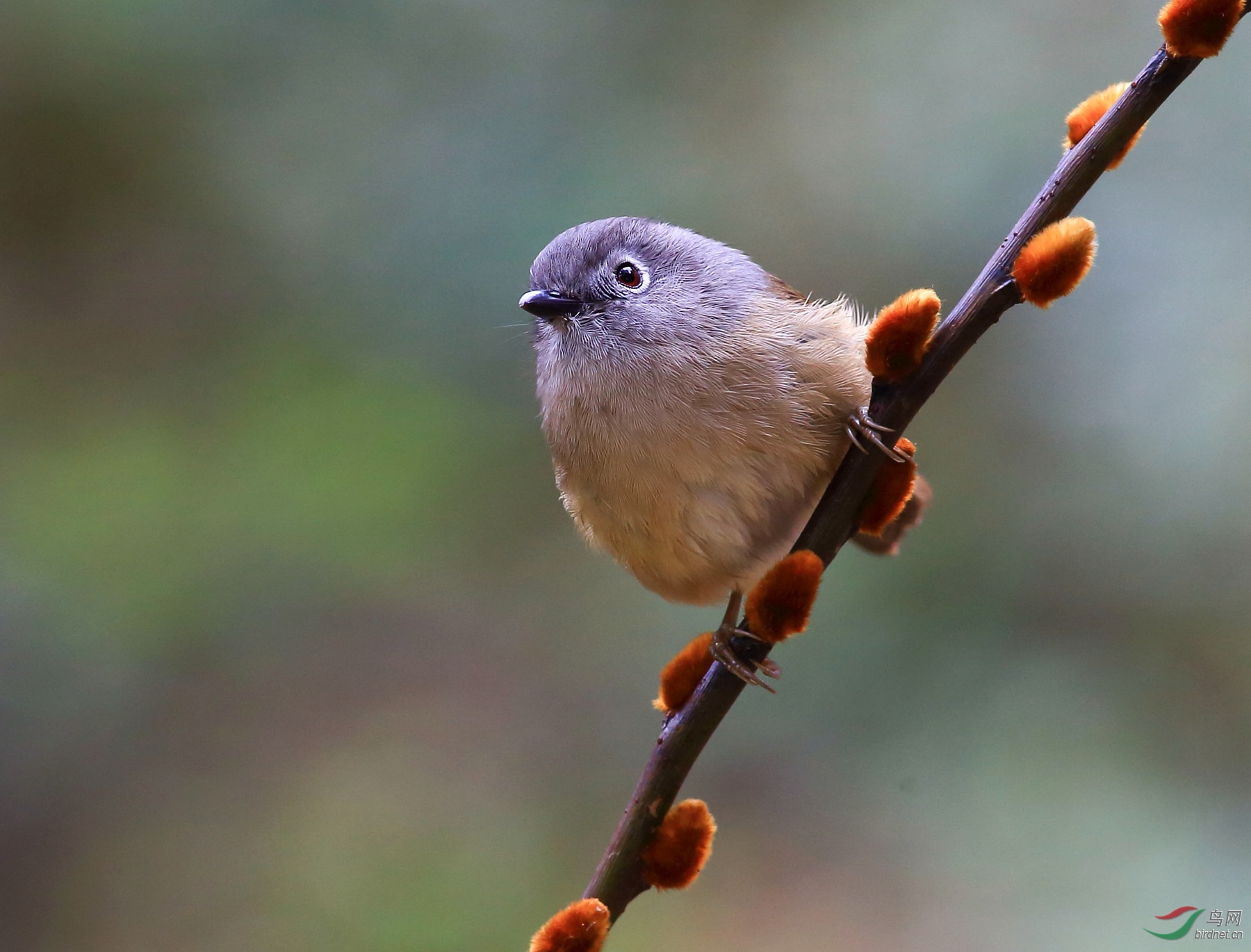 2020-01-27 11-25-57 (2).JPG