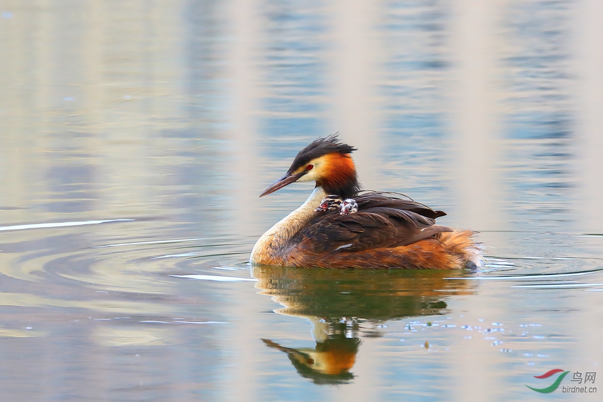 ��ͷ����