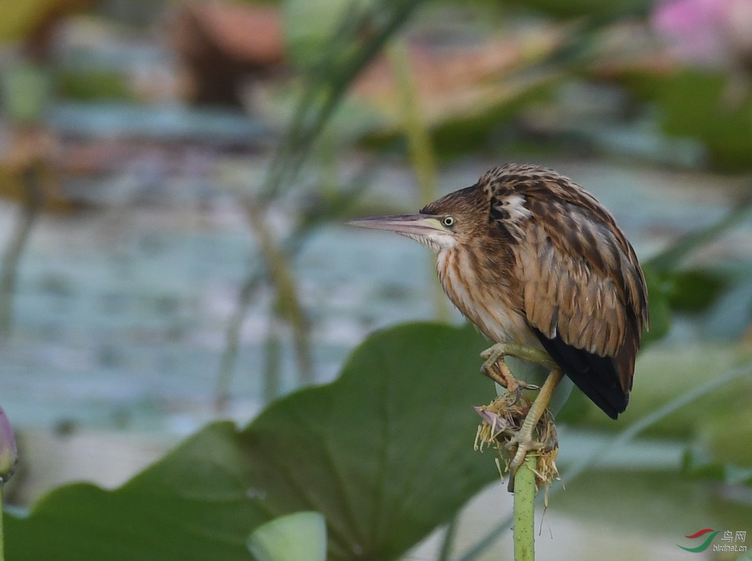 ������Ӱ 096����.jpg