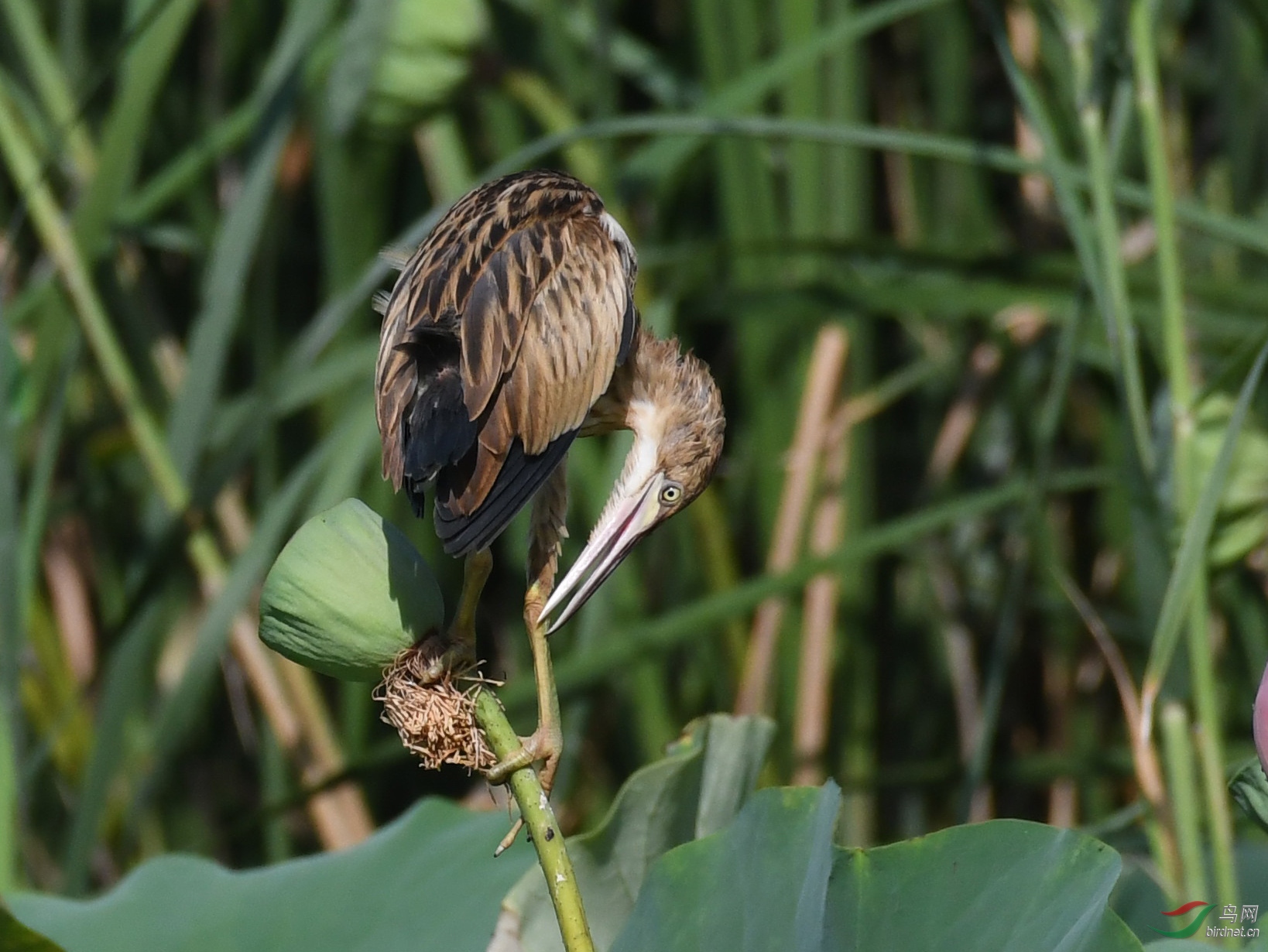 ������Ӱ 471����.jpg