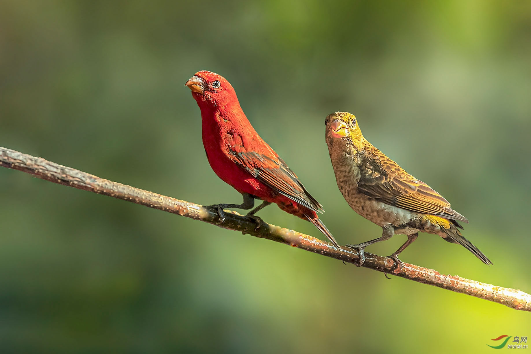 蓝色血的鸟 150258nff8xw8fgffnxnrf.jpg