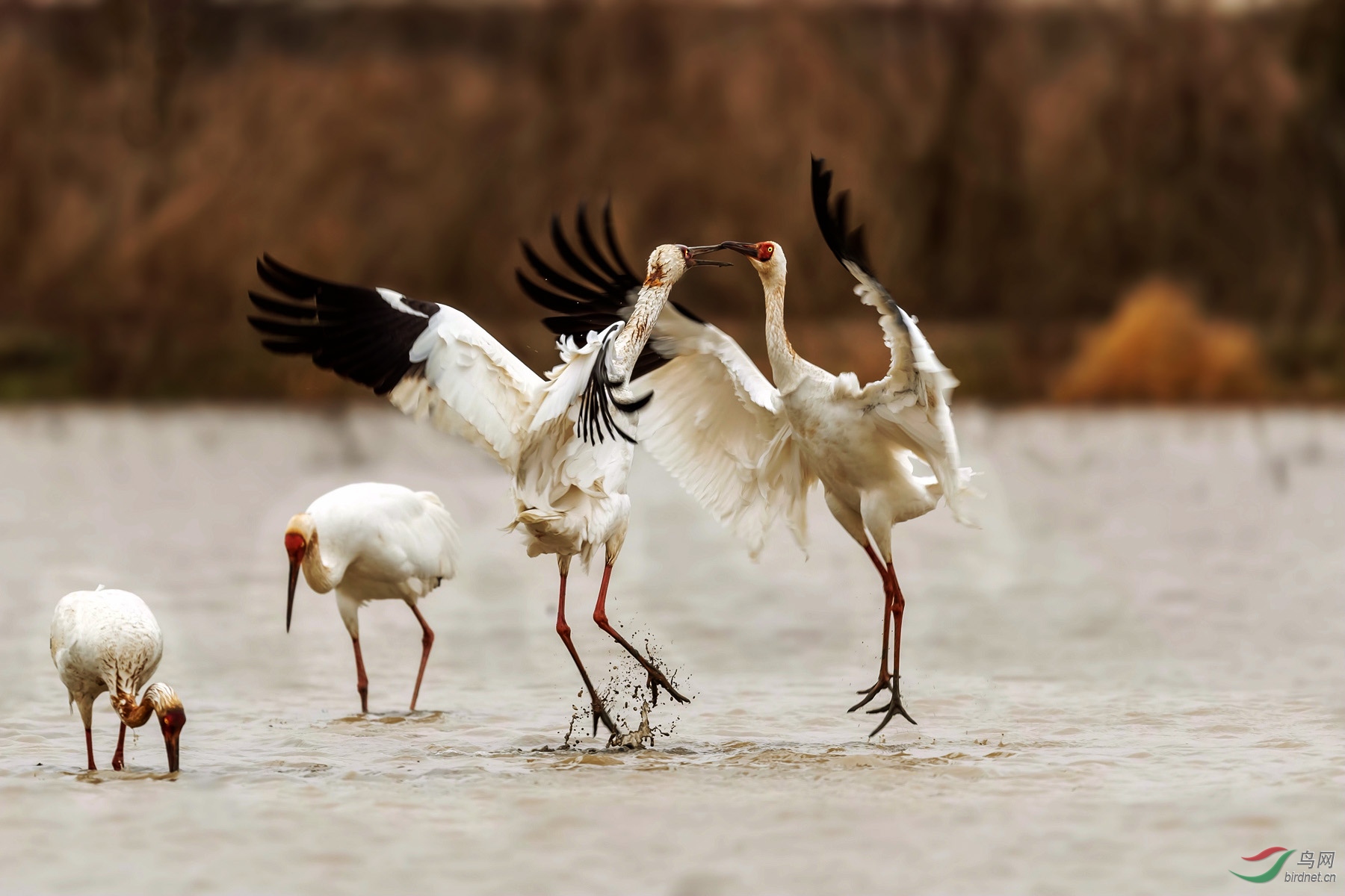 _DSC6935ps_����2.jpg