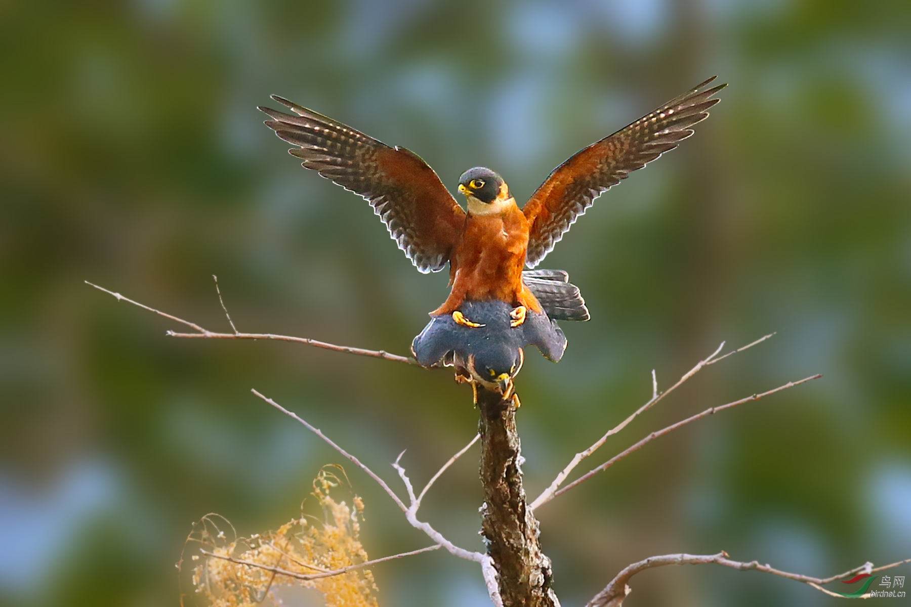 超远距离野拍激情猛隼