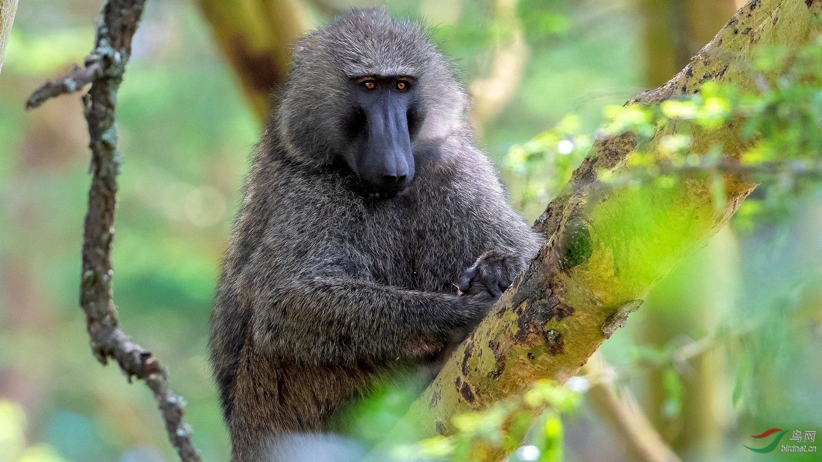 休闲的狒狒祝贺本版佳作