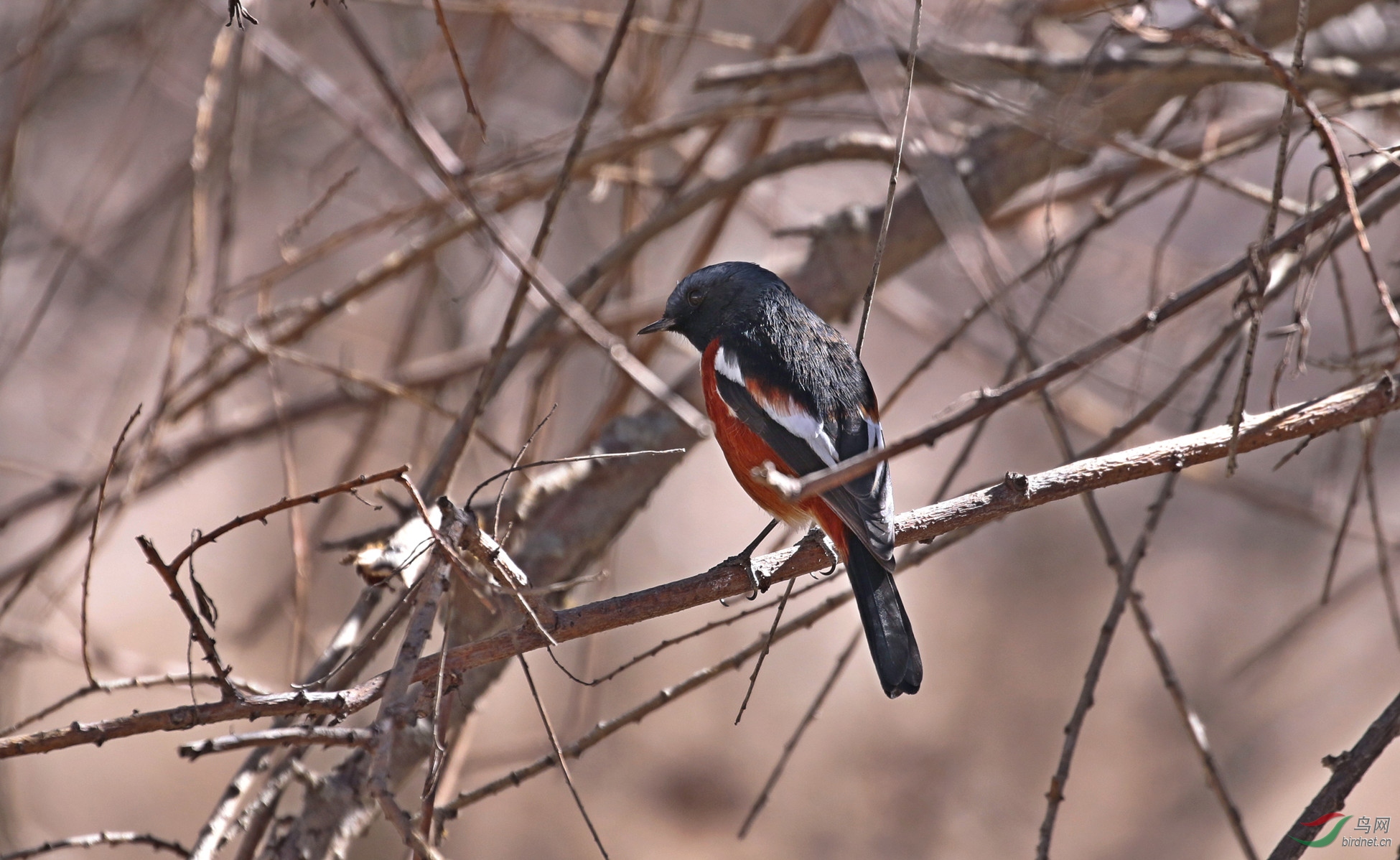 _S8A3145.jpg