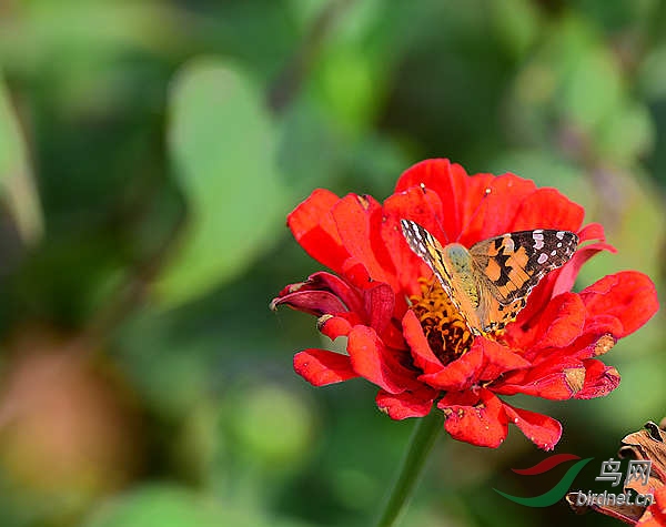 DSC_1131_���� - ����.jpg