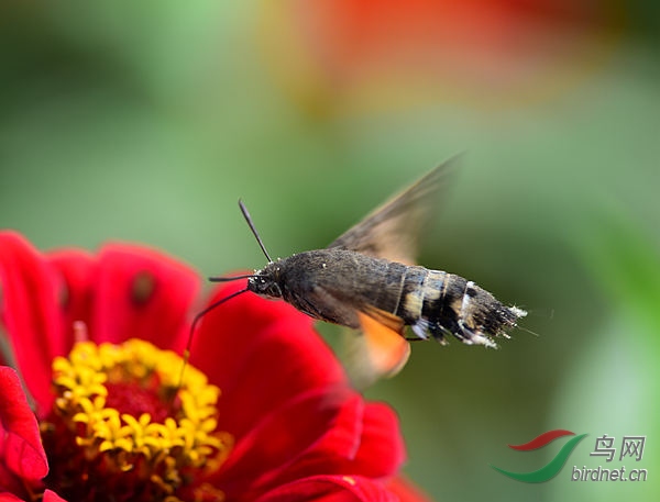 DSC_1007_���� - ����.jpg