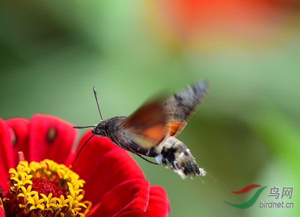 DSC_1002_���� - ����.jpg