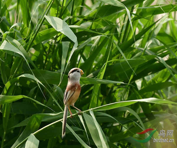 DSC_3565_���� - ����.jpg