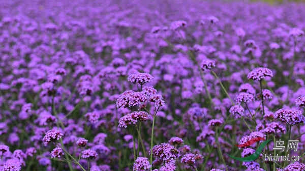 1DSC_0955_���� - ����.jpg