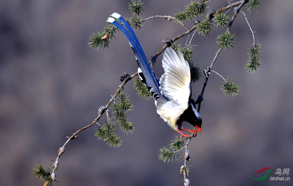 ������ȵ