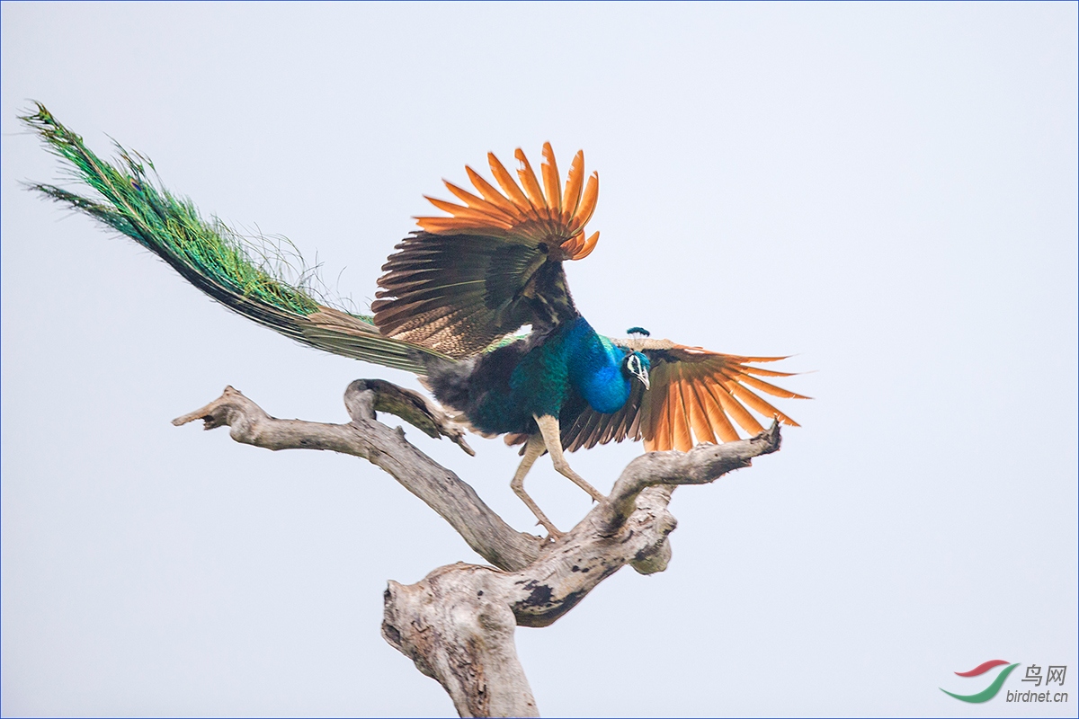 枝头绽放斯里兰卡蓝孔雀祝贺荣获本版佳作