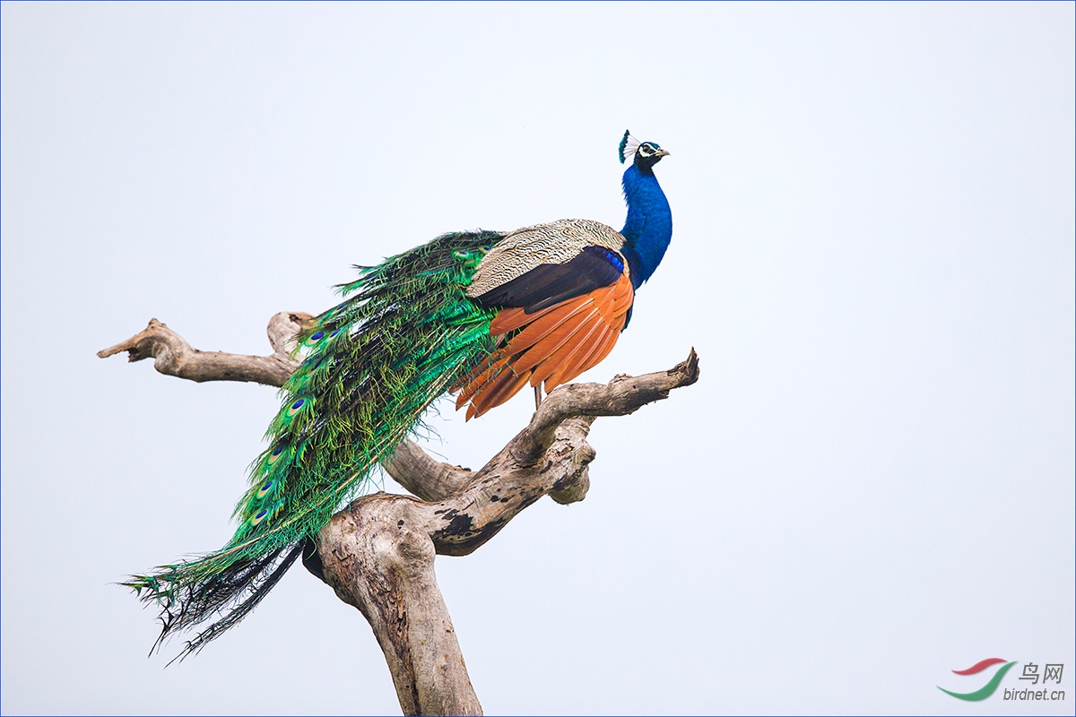 枝头绽放斯里兰卡蓝孔雀祝贺荣获本版佳作