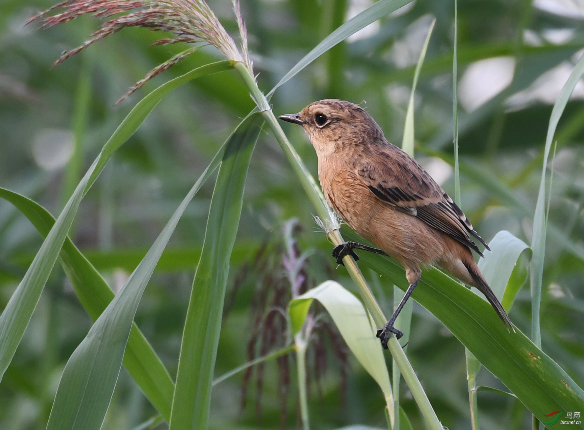 ������Ӱ 971����.jpg