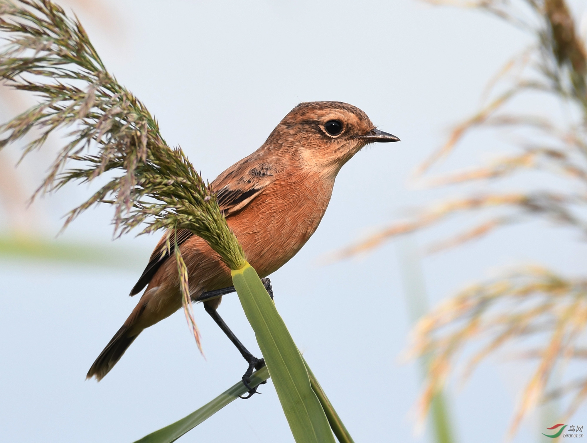 ������Ӱ 1011����.jpg