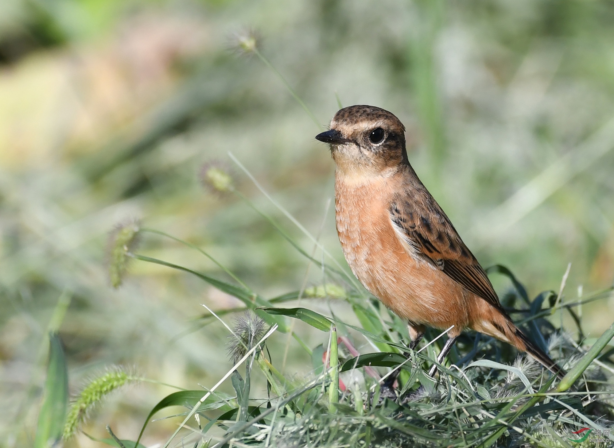 ������Ӱ 1364����.jpg