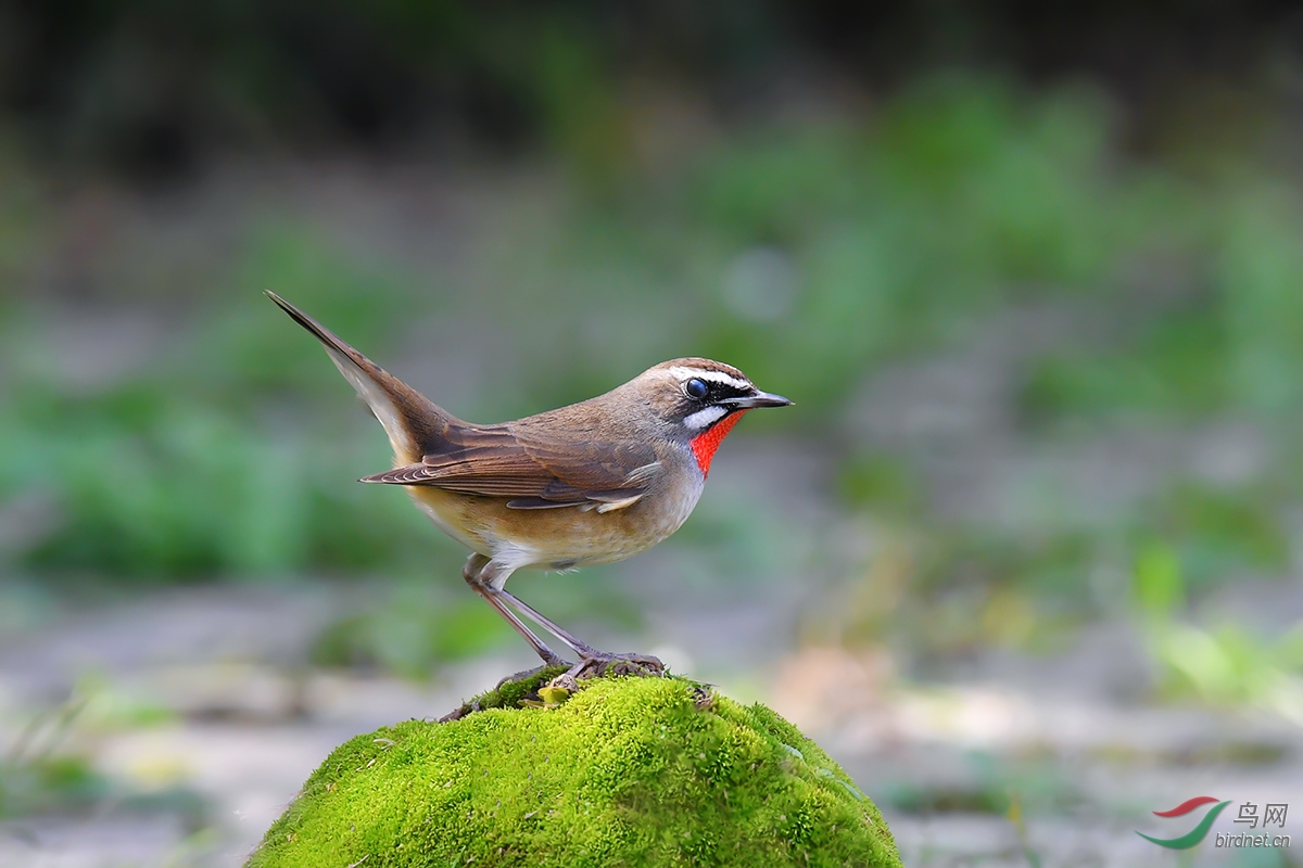 DSC_p5426.jpg