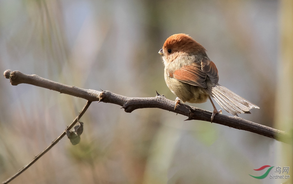 ��ͷѻȸ��Լ7m