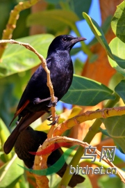 ��ɫ���ĵ�����