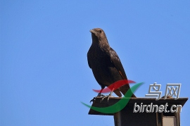 ��ɫ���ĵ�����